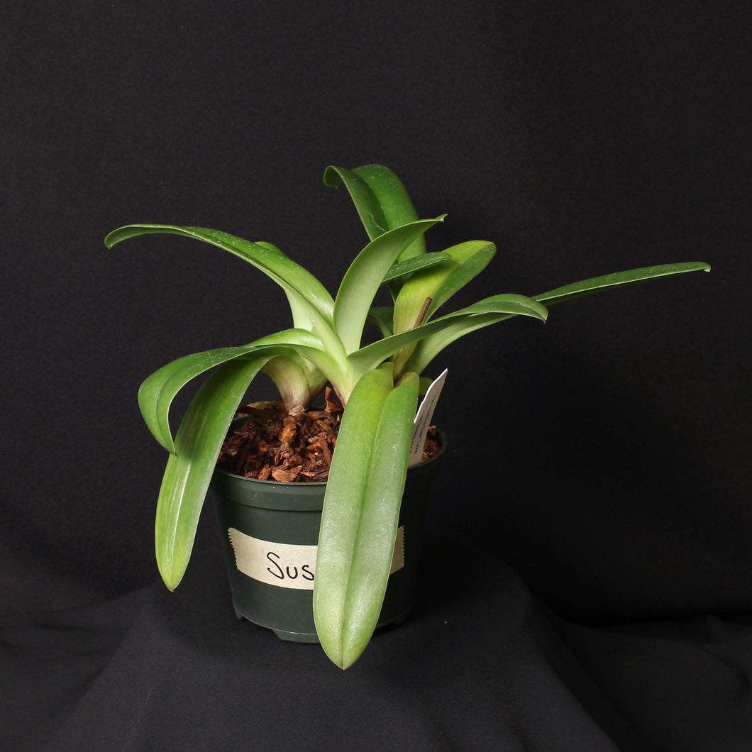 Paph. Susan Tucker (Plant I) *One of a Kind*