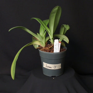 Paph. Susan Tucker (Plant J) *One of a Kind*