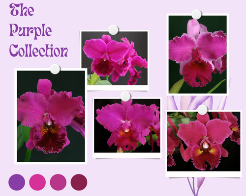 The Purple Collection