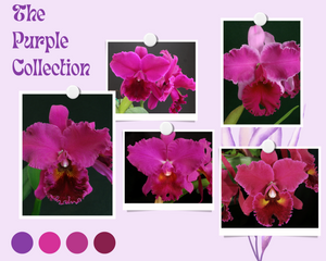 The Purple Collection