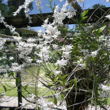 Load image into Gallery viewer, Dendrobium crumenatum *Thunderstorm Orchid*