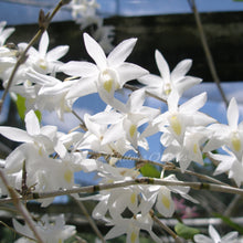 Load image into Gallery viewer, Dendrobium crumenatum *Thunderstorm Orchid*
