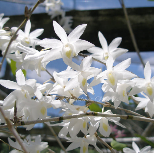 Dendrobium crumenatum *Thunderstorm Orchid*