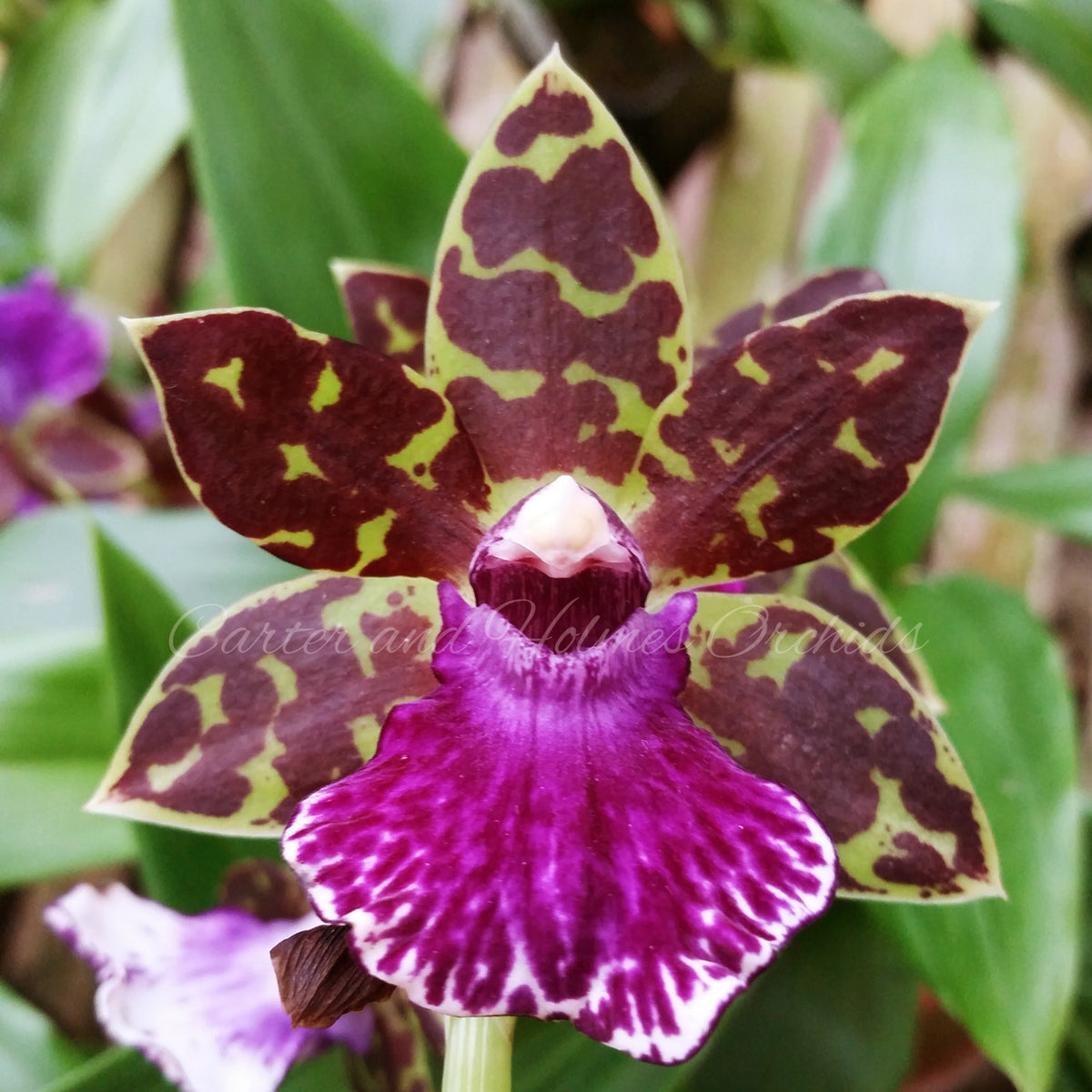 Galeopetalum Hokulea 'Red Stars' *In Bud*