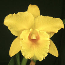 Load image into Gallery viewer, Blc. George King D’or x Pot. Jimmy Cook &#39;#1&#39;