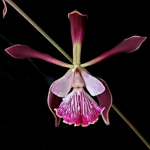Encyclia Newberry Black Cherry