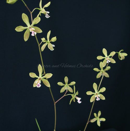 Encyclia Newberry Tuity Fruity