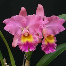 Load image into Gallery viewer, Blc. Misty Girl &#39;Royal Queen&#39;