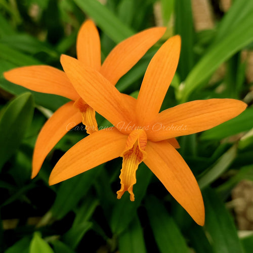 Lc. Sun Mei Star
