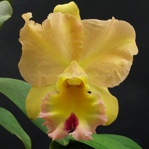 Blc. Memoria Floyd Irvin Bachrach 'Peach Smoothie'