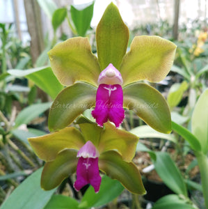 Blc. Green Goddess 'Golden Delight' x Cattleya bicolor 'Mendenhall Beta' 4N