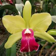 Load image into Gallery viewer, Blc. Green Goddess &#39;Golden Delight&#39; x Cattleya bicolor &#39;Mendenhall Beta&#39; 4N