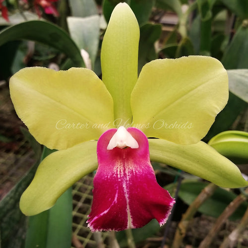 Blc. Green Goddess 'Golden Delight' x Cattleya bicolor 'Mendenhall Beta' 4N