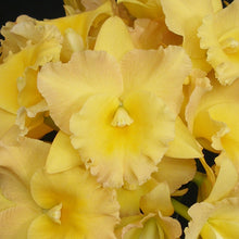 Load image into Gallery viewer, Pot. Susan Fender &#39;Newberry&#39; x Blc. Miami Gold &#39;Mendenhall&#39;