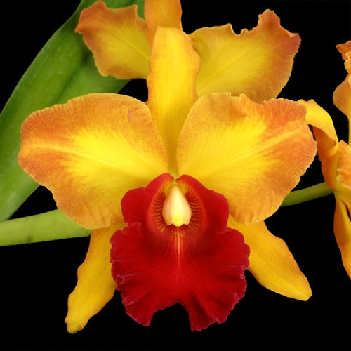 Pot. Susan Fender 'Newberry' x Blc. Miami Gold 'Mendenhall'