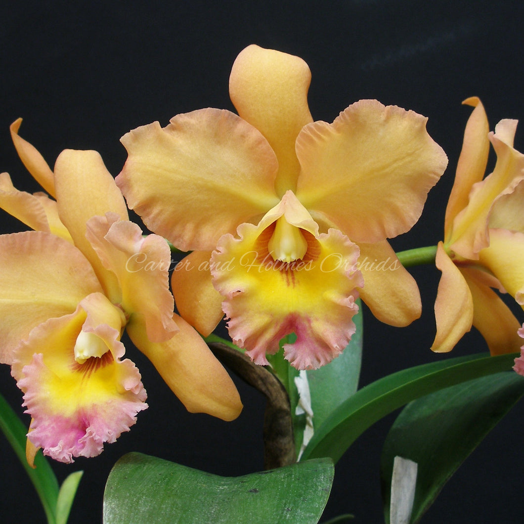 Blc. Waianae King 'Kosaki'  x Blc. Waianae King 'Orchidheights' AM/AOS