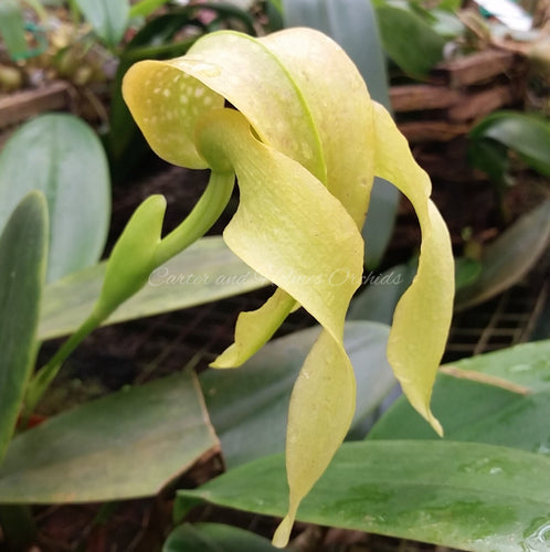 Bulbophyllum micholitzii var. album 'Magnifico' x self