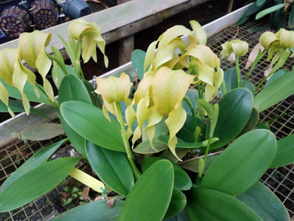 Bulbophyllum micholitzii var. album 'Magnifico' x self