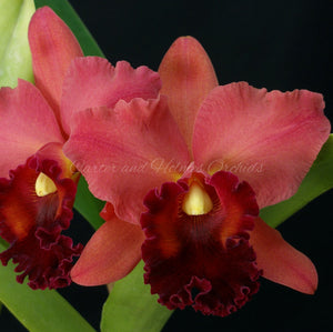 Blc. Memoria Carl Wilbanks 'Cissy Meggs' AM/AOS x Lc. Newberry Firehouse 'Mendenhall'