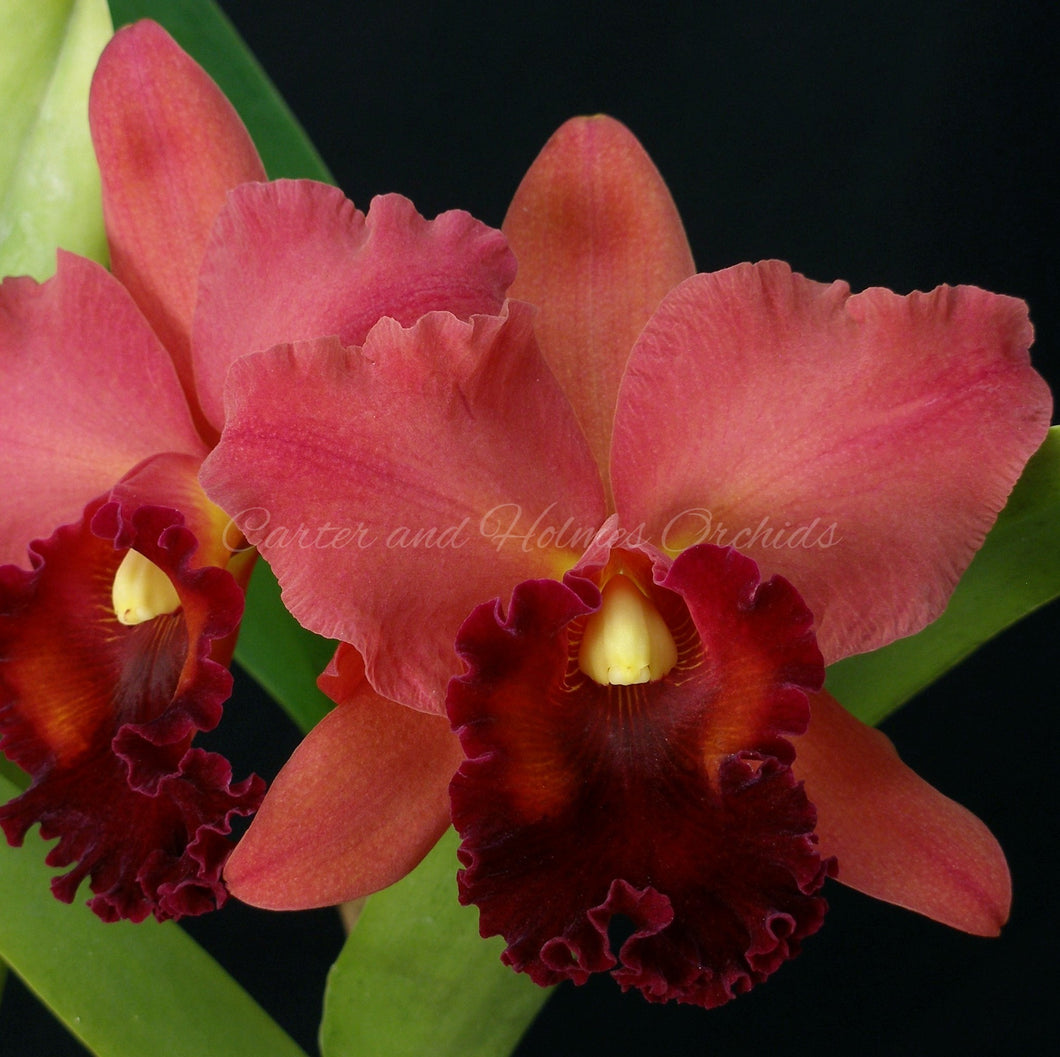 Blc. Memoria Carl Wilbanks 'Cissy Meggs' AM/AOS x Lc. Newberry Firehouse 'Mendenhall'