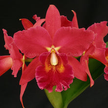 Load image into Gallery viewer, Blc. Memoria Carl Wilbanks &#39;Cissy Meggs&#39; AM/AOS x Lc. Newberry Firehouse &#39;Mendenhall&#39;