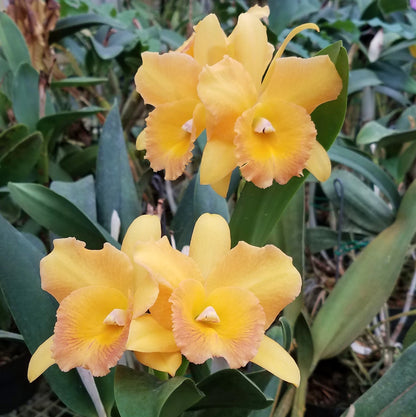 Blc. Bouton D'or x Brassavola glauca