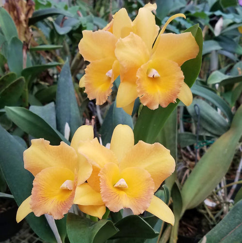 Blc. Bouton D'or x Brassavola glauca