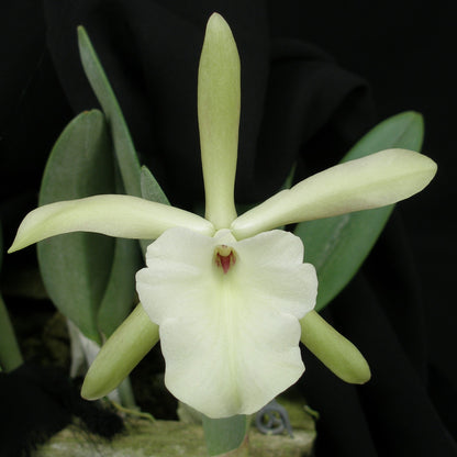 Blc. Bouton D'or x Brassavola glauca