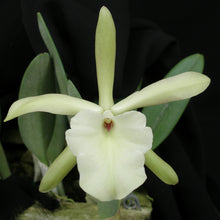Load image into Gallery viewer, Blc. Bouton D&#39;or x Brassavola glauca