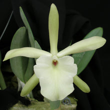 Brassavola glauca x self
