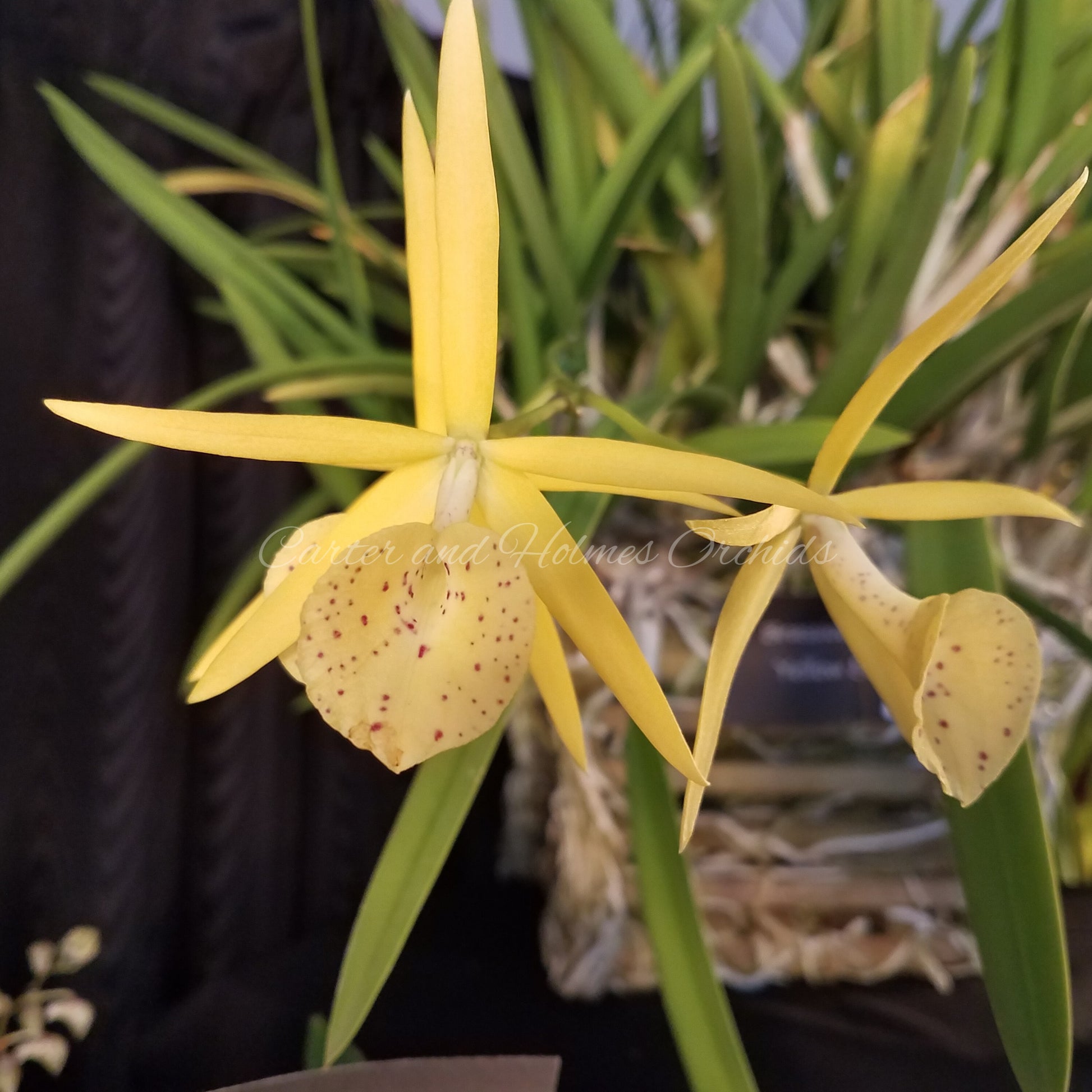 Bl. Yellow Bird