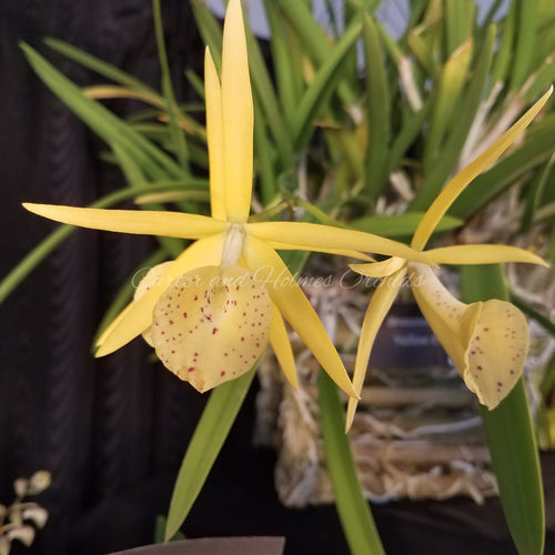 Orchid Catalog Carter and Holmes Orchids