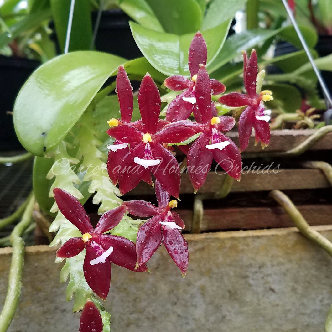 Phalaenopsis cornu-cervi var. chattalade '#1' x self
