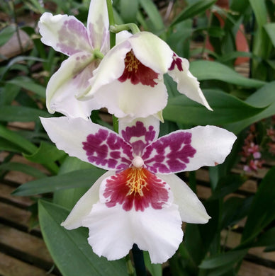 Beallara Big Shot 'Hilo Sparkle'