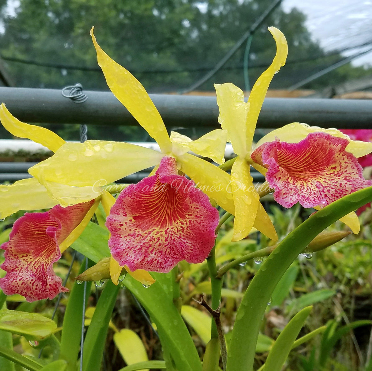 Blc. Keowee 'Mendenhall' AM/AOS