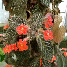 Load image into Gallery viewer, Episcia &#39;TooGooDoo&#39;