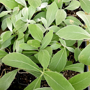 Brazilian Edelweiss (Sinningia leucotricha)