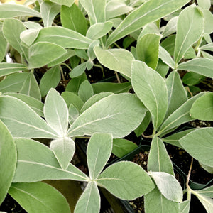 Brazilian Edelweiss (Sinningia leucotricha)