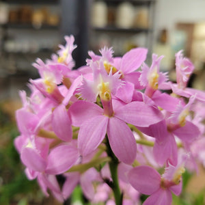 Epidendrum Miura Valley