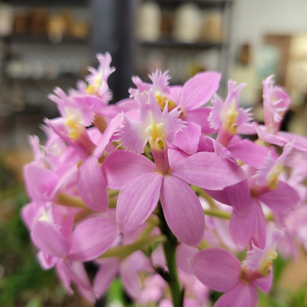 Epidendrum Miura Valley