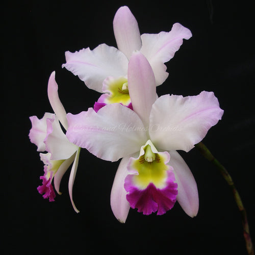 Lc. Coastal Splendor 'Papa Betancourt' AM/AOS  x Lc. Coastal Splendor 'Flare'