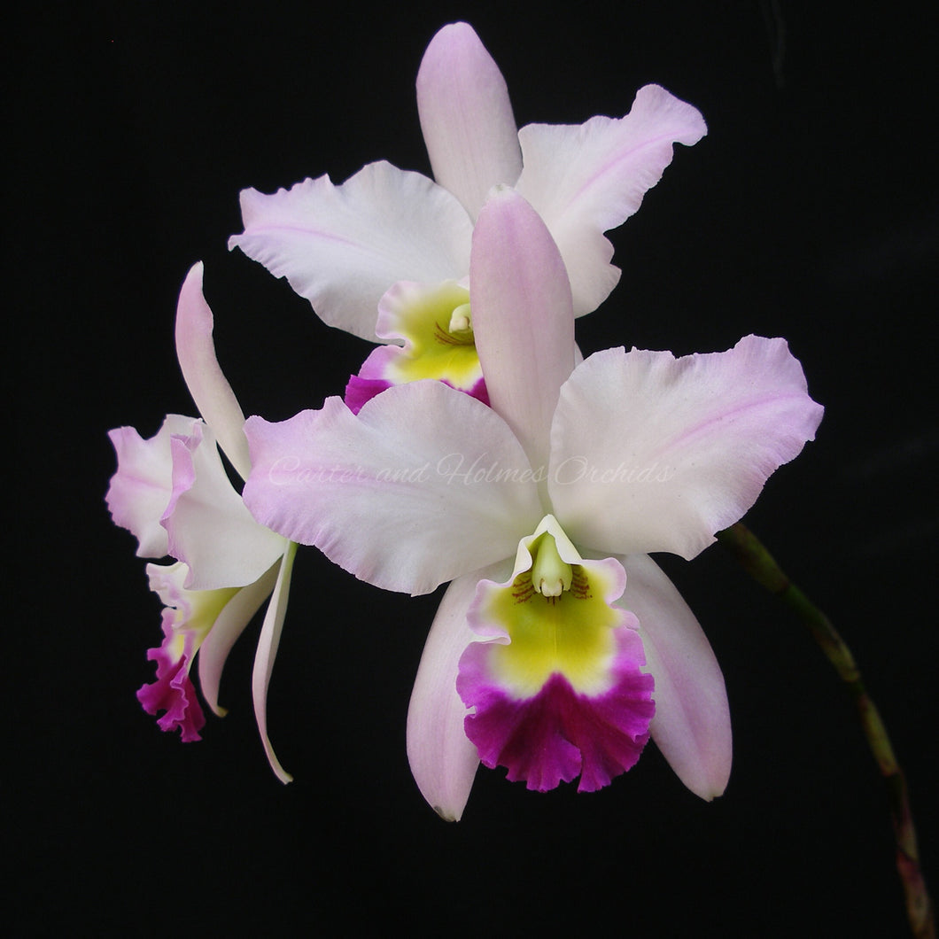 Lc. Coastal Splendor 'Papa Betancourt' AM/AOS  x Lc. Coastal Splendor 'Flare'