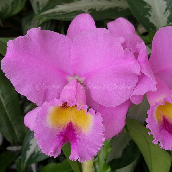 Blc. Spring Dawn ‘Top Row’