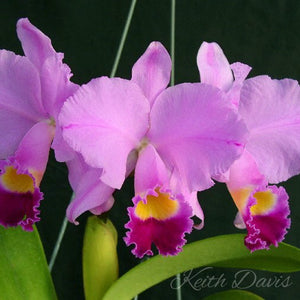 Cattleya trianae ‘Cashens’ FCC/AOS