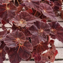 Load image into Gallery viewer, Begonia &#39;Cynthiana Red&#39;