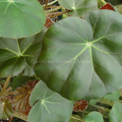 Begonia ‘Kate’s Beefsteak’