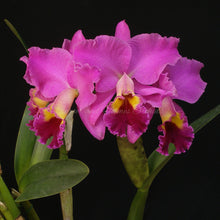 Load image into Gallery viewer, Blc. (Eagle Island x Horace)
