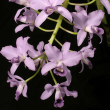 Load image into Gallery viewer, Cattleya bowringiana coerulea &#39;Willowpond&#39; x Cattleya Leoloddiglossa coerulea &#39;Exotic Orchids&#39;