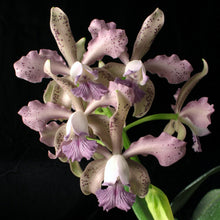 Load image into Gallery viewer, Cattleya bowringiana coerulea &#39;Willowpond&#39; x Cattleya Leoloddiglossa coerulea &#39;Exotic Orchids&#39;