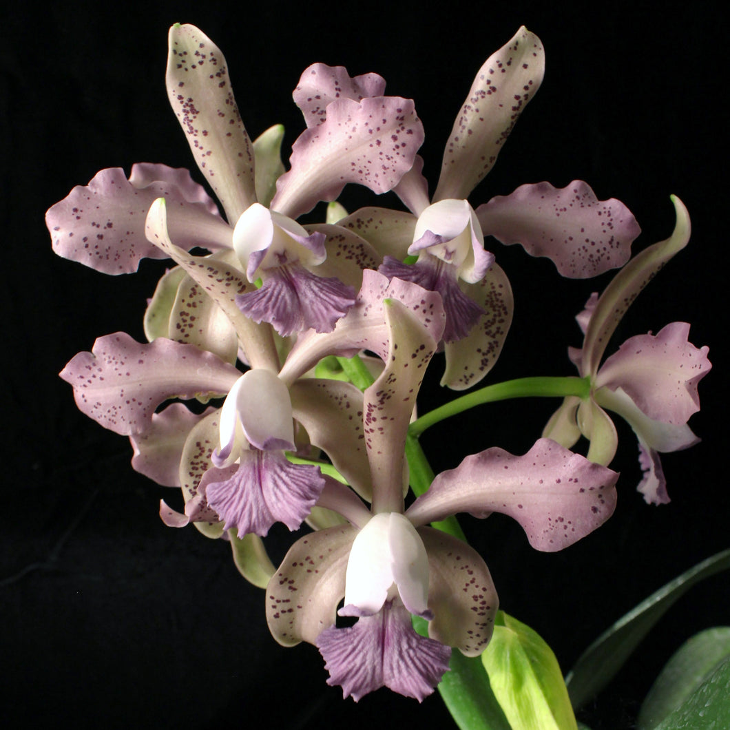 Cattleya bowringiana coerulea 'Willowpond' x Cattleya Leoloddiglossa coerulea 'Exotic Orchids'